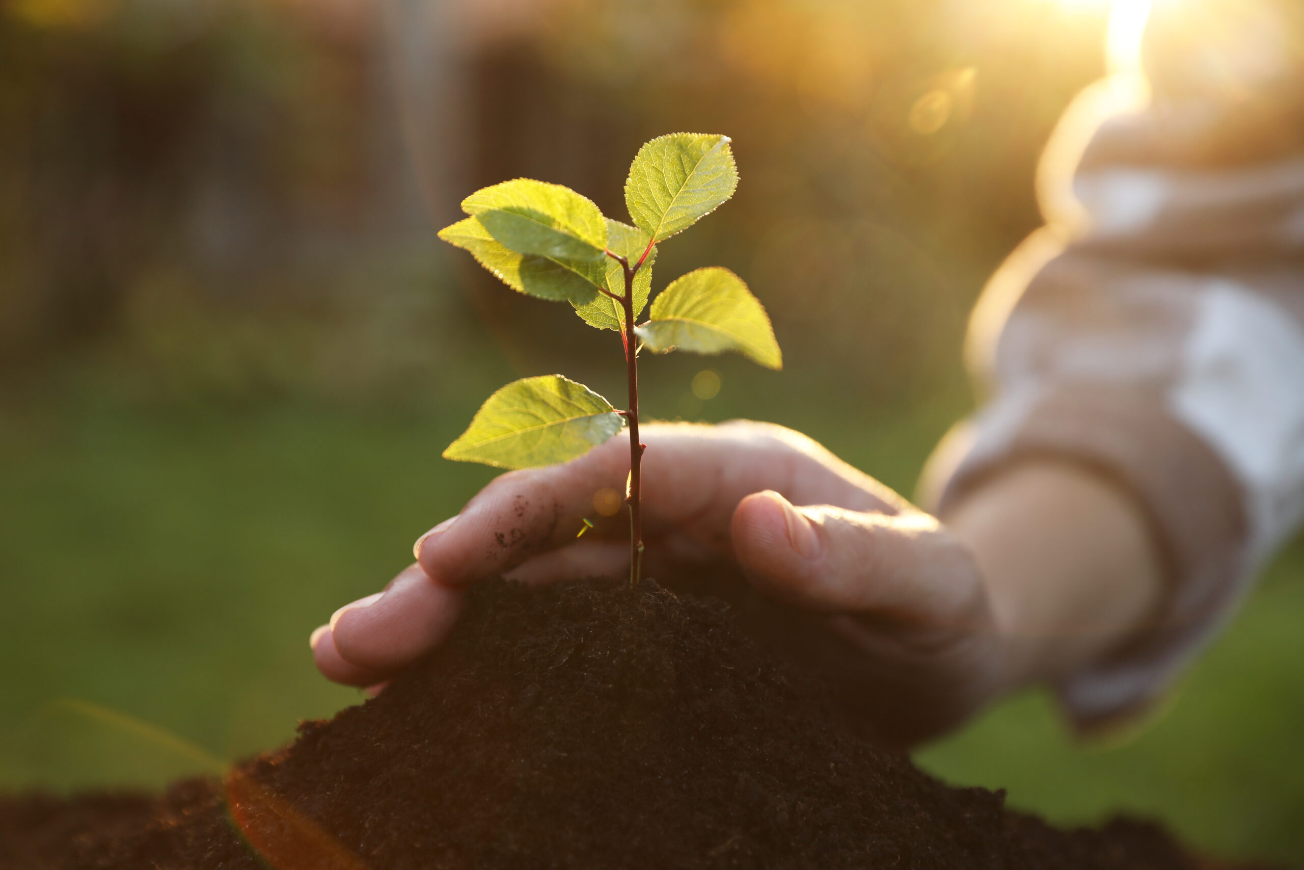 Woman planting young tree in garden, closeup